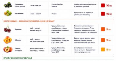 Сезон ещё существует: какие фрукты и ягоды в России пока невозможно сделать круглогодичными